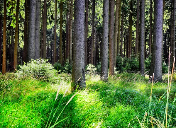 Las w okresie letnim — Zdjęcie stockowe