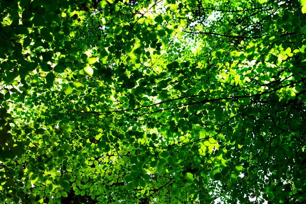 葉と葉の背景 — ストック写真