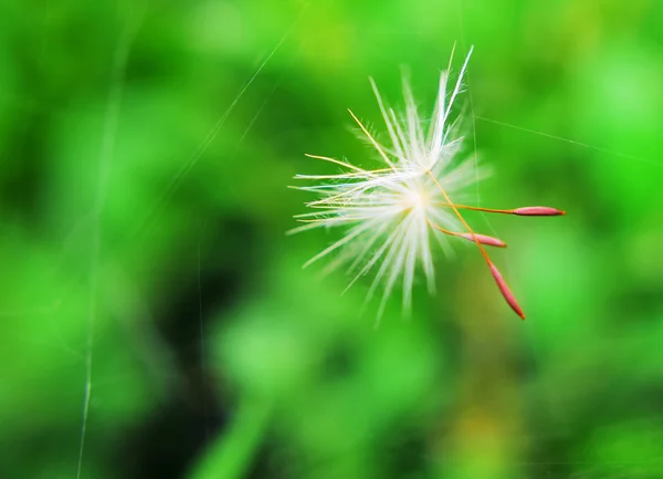 Dandelion seeds — Stock Photo, Image