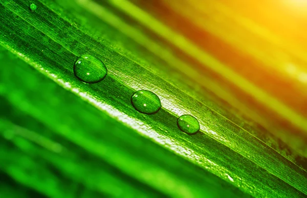 Gota de agua en la hoja — Foto de Stock