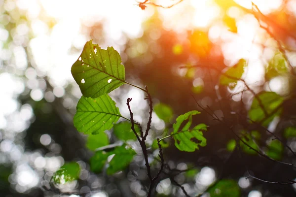 Detail of leaves with sunshine — Stock Photo, Image