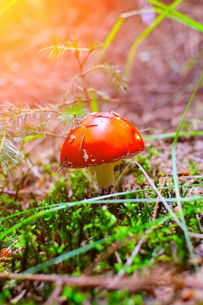 Detalle de mosca agárica en bosque —  Fotos de Stock