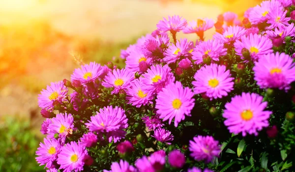 Фиолетовые цветы с солнечными лучами — стоковое фото