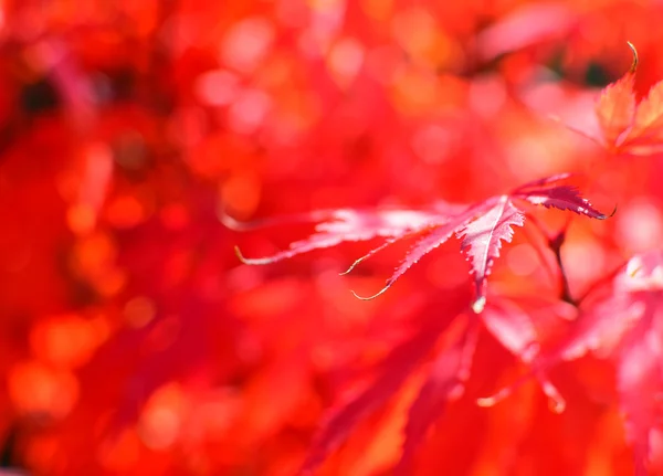 Красный осенний фон листьев — стоковое фото