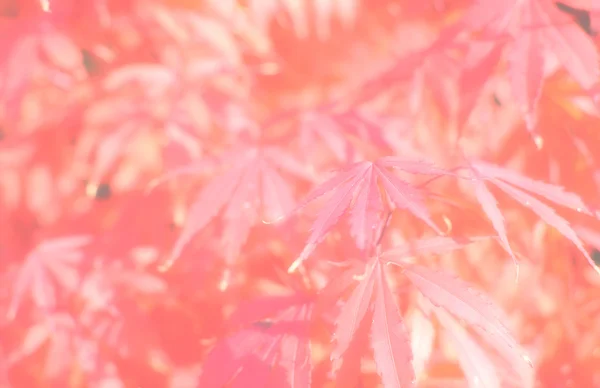 Czerwony jesień liście tło — Zdjęcie stockowe