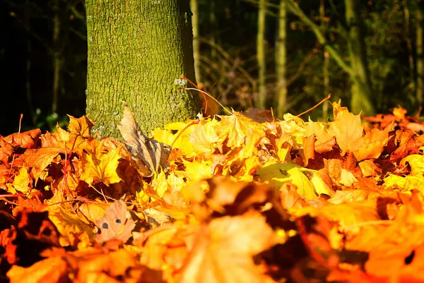 Bladeren in de herfst — Stockfoto