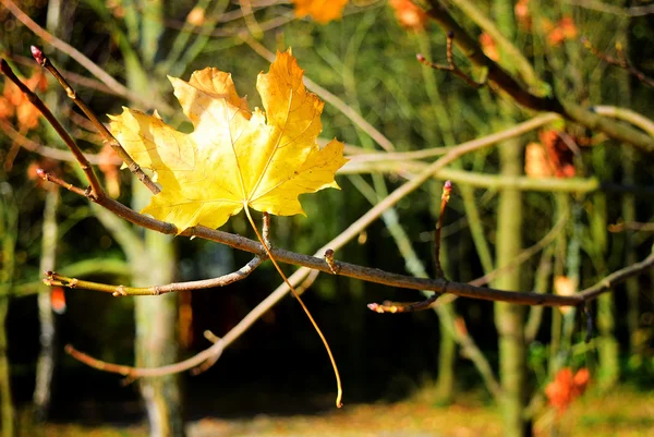 Hojas en otoño — Foto de Stock