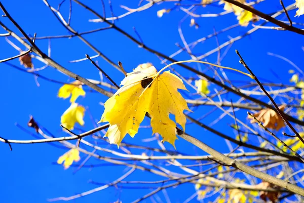 Bladeren in de herfst — Stockfoto