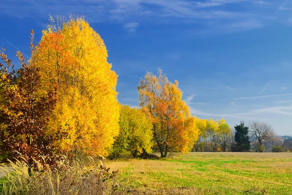 Sonbahar manzara mavi gökyüzü, ağaçlar ve ormanlar