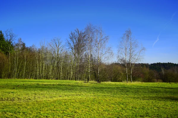 HDR landscape - trees, meadow and blue sky — Stock Photo, Image