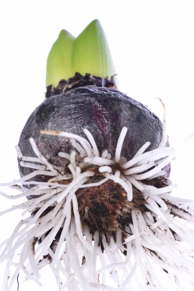 Closeup of hyacinth bulb isolated on background — Stock Photo, Image