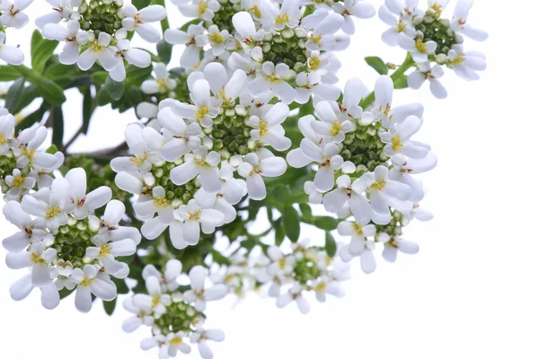 Candytuft Iberis yaprak — Stok fotoğraf