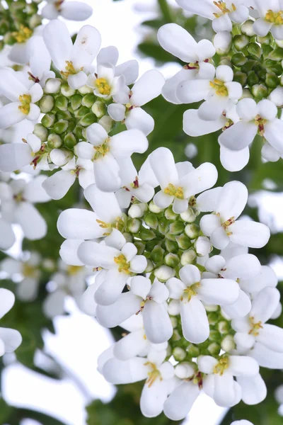 Candytuft Iberis yaprak çiçek — Stok fotoğraf