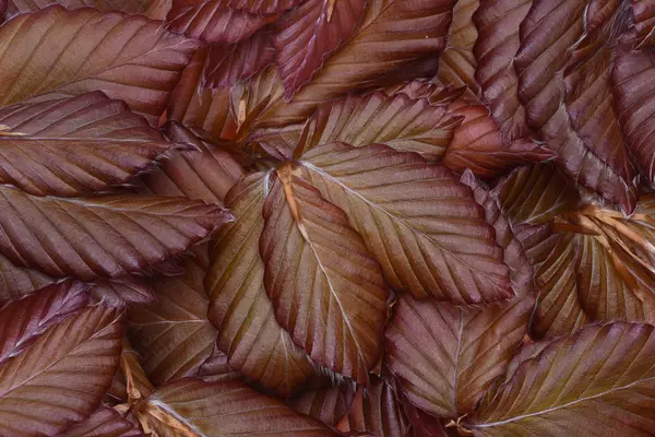 ブナの葉の背景 — ストック写真