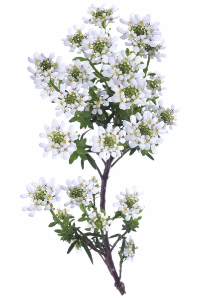 Candytuft Iberis sempervirens — Φωτογραφία Αρχείου