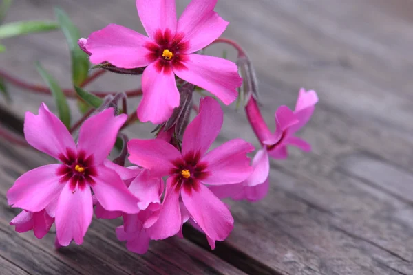 Pnący phlox subulata kwiaty — Zdjęcie stockowe