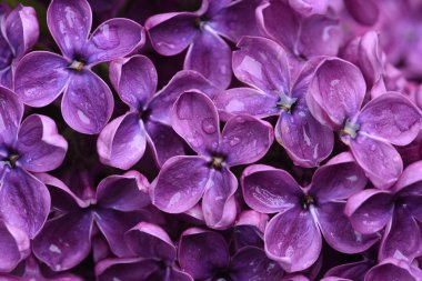 Çiçek açan leylak çiçekleri