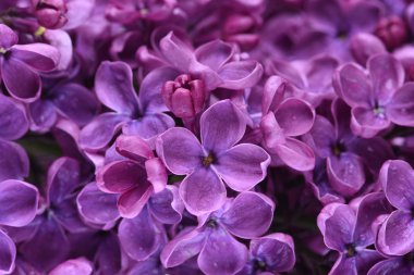 Çiçek açan leylak çiçekleri