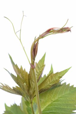 beyaz arkaplanda yeşil sarmaşık