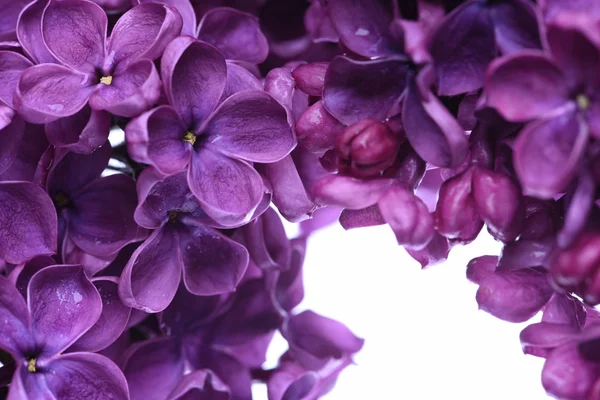 Blommande lila blommor — Stockfoto