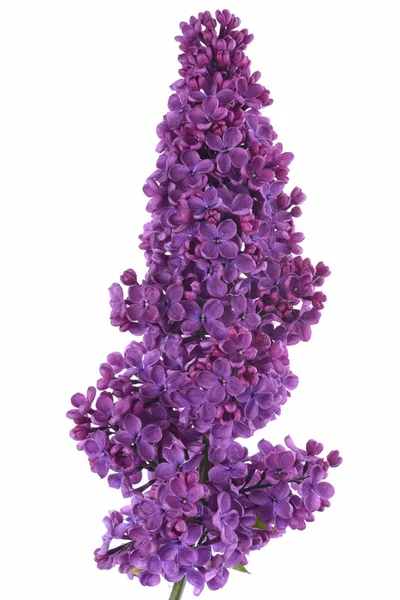 紫色のライラックの花 — ストック写真