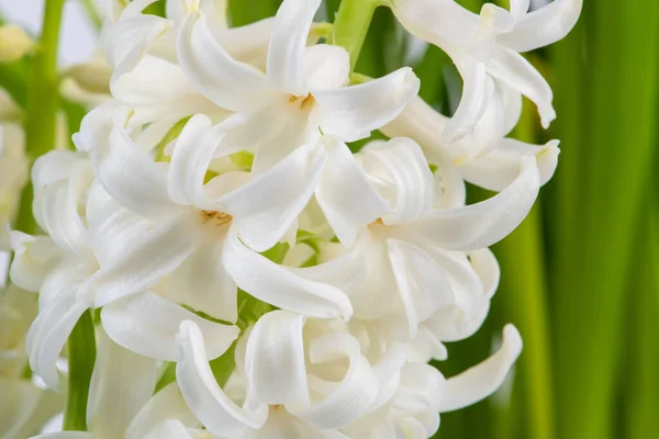 Makro Utsikt Över Våren Trädgård Vit Hyacint Blomma — Stockfoto