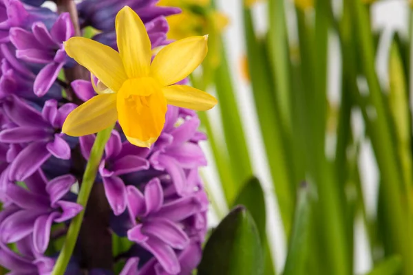 Spring Daffodil Hyacinth Flower Spring Garden Close — Stock Photo, Image