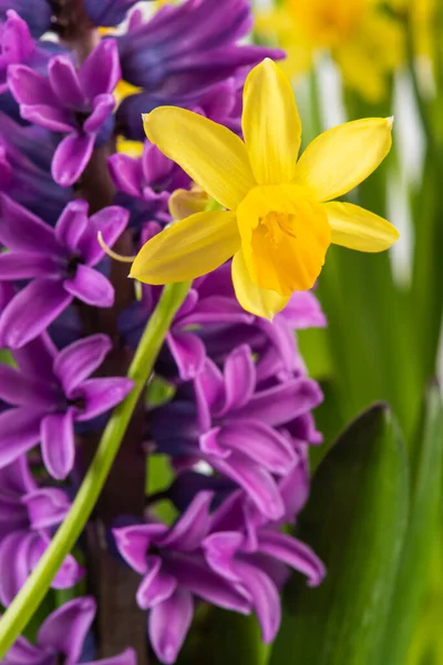 Vår Påsklilja Och Hyacint Blomma Vår Trädgård Makro — Stockfoto