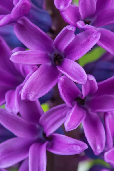 Makro Syn Våren Trädgård Lila Hyacint Blomma — Stockfoto