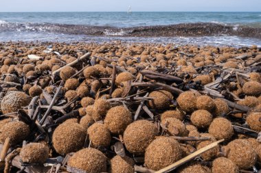 Posidonia Oceanica Neptün otları İtalyan Akdeniz plajında