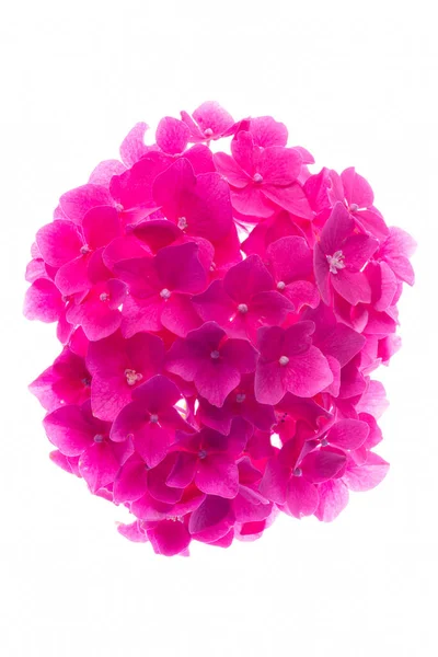Hydrangea Blomma Huvud Isolerad Vit Bakgrund — Stockfoto