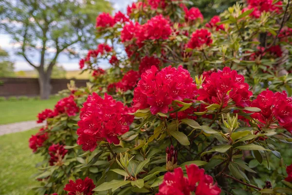 Old Bush Blooming Rhododendron Garden — Stock Photo, Image