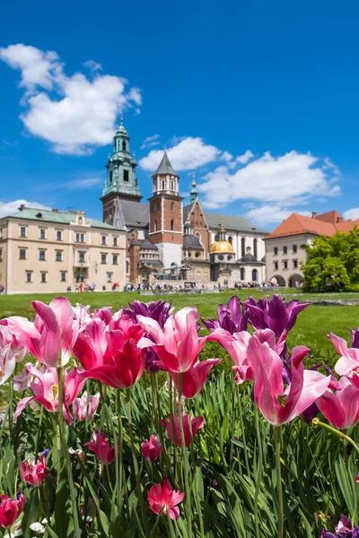 Kwitnące Tulipany Wzgórzu Królewskiego Zamku Wawelu Polsce — Zdjęcie stockowe