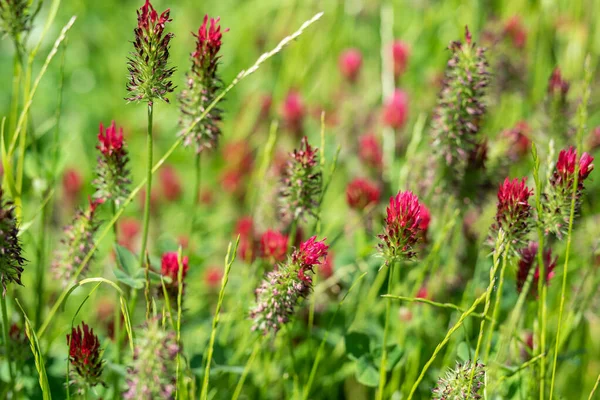 Röd Klöver Blomma Grön Äng Gräs Mjukt Solljus Närbild — Stockfoto