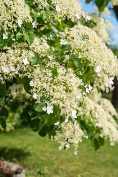 Blommande Klätterhortensior Trädgården Närbild — Stockfoto