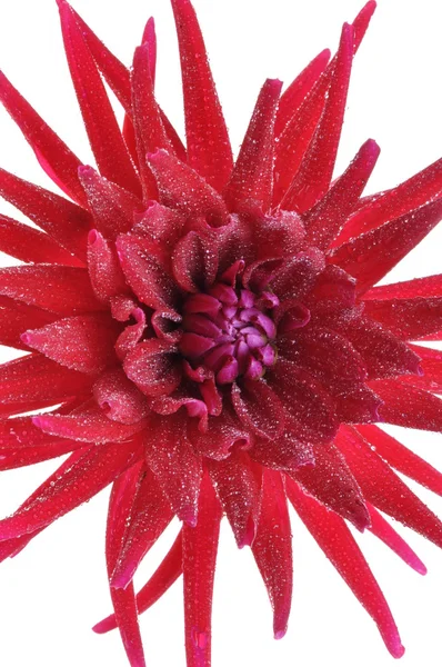 Dahlia flower with water droplets — Stock Photo, Image