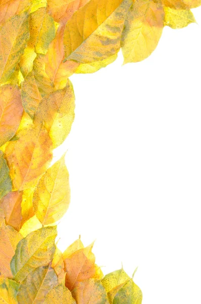 Autumn leaves — Stock Photo, Image