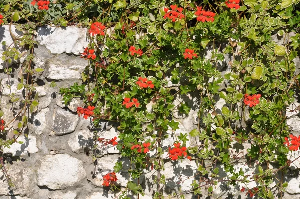 Edera di fiori sul muro di pietra — Foto Stock