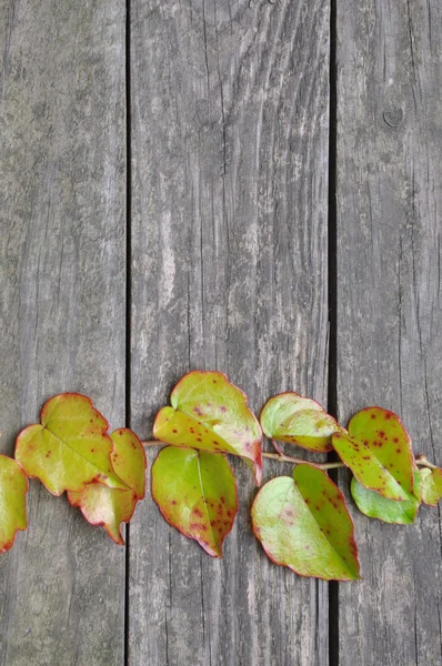 Brindille de lierre vert sur des planches en bois — Photo