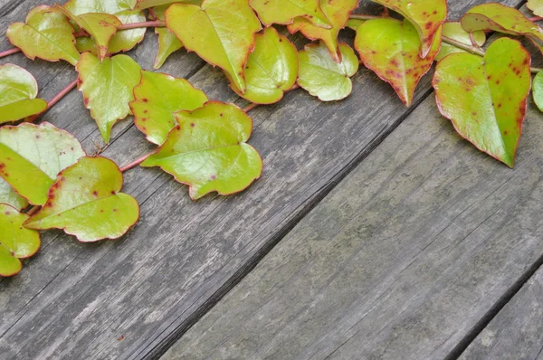 Green ivy twigs on wooden boards — Stock Photo, Image