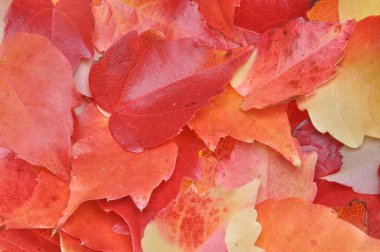 renkli arka plan kırmızı sonbahar yaprakları