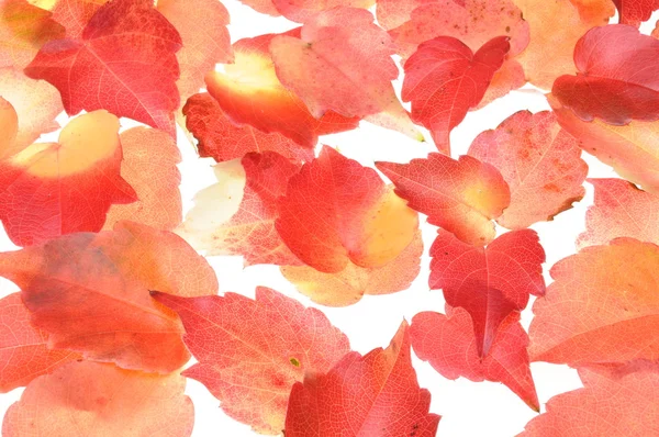 Colorful background of red autumn leaves — Stock Photo, Image