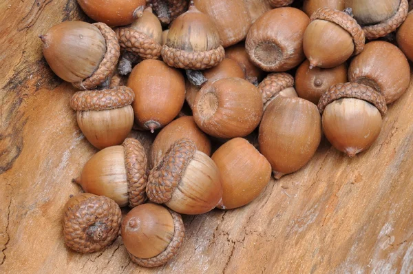 Des glands de chêne sec sur une planche de bois — Photo