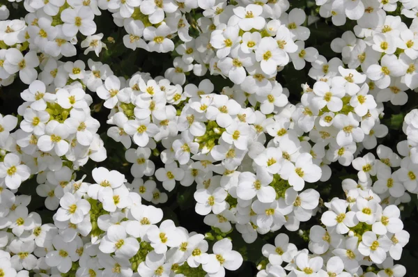 Flores brancas de arabis caucasica — Fotografia de Stock