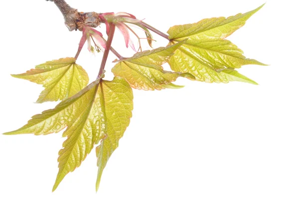 Groene klimop bladeren — Stockfoto