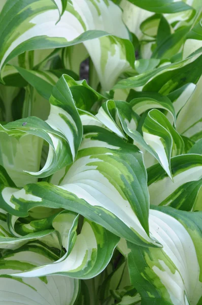 Fresh spring leaves of hosta plant in the garden Royalty Free Stock Photos