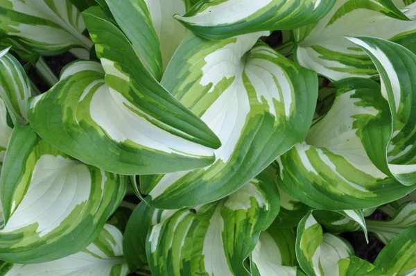 Fresh spring leaves of hosta plant Stock Image