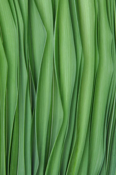 Green leaves of lily — Stock Photo, Image