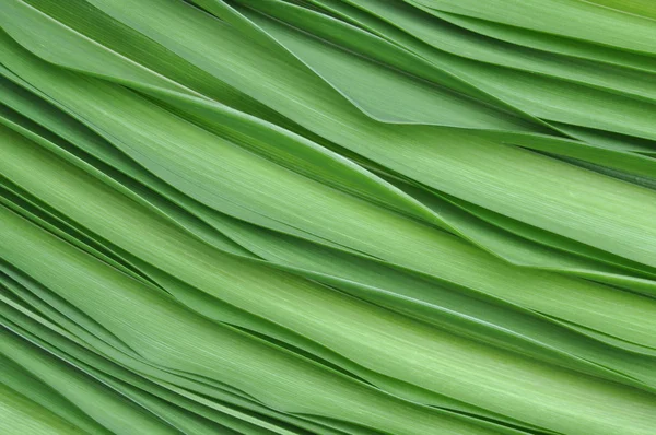 Groene bladeren van lelie — Stockfoto