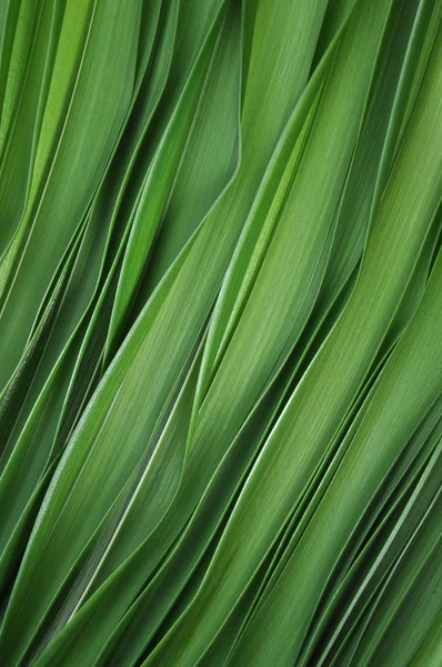 Green leaves of lily — Stock Photo, Image